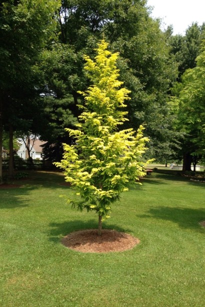 Метасеквоя гліптостробусова ’Голд Раш’|Metasequoia glyptostroboides ’Gold Rush’|Метасеквойя глиптостробусовая ’Голд Раш’